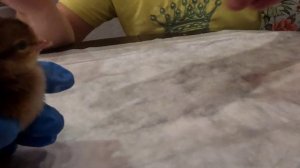 Сами вакцинируем цыплят!