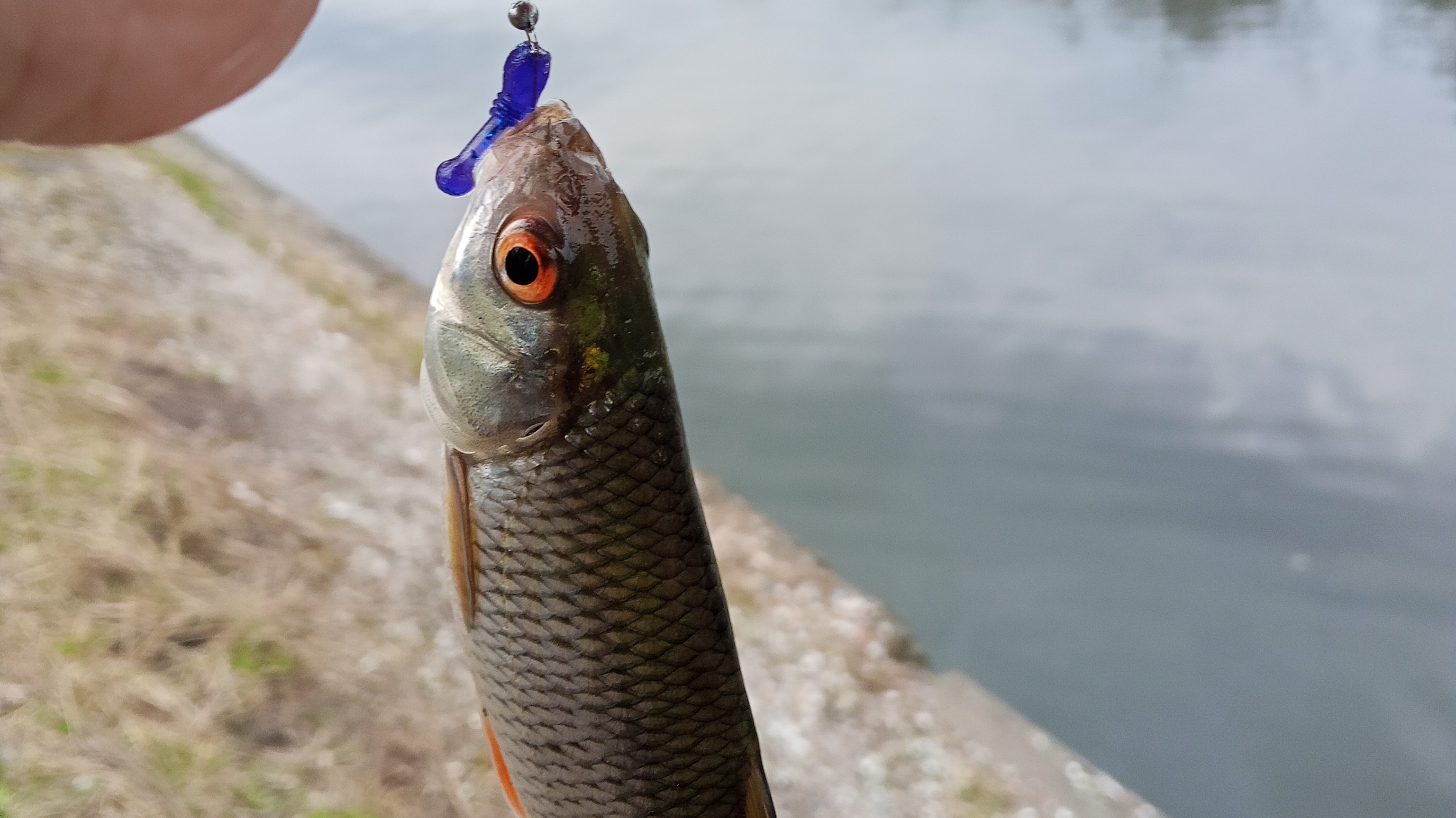 Плотва на мормышинг