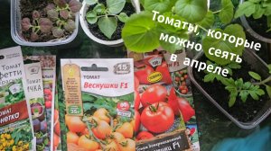 Эти томаты можно сеять в апреле