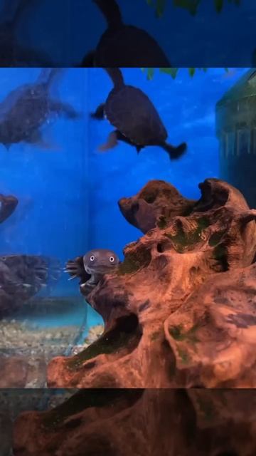 Австралийские змеиношеие черепахи