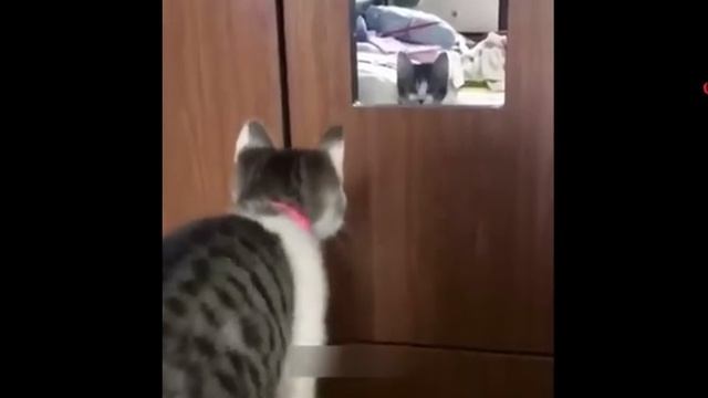 Самые смешные животные Нарезка смешнейшик котиков