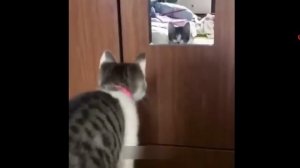 Самые смешные животные🤡🏵️🔥 Нарезка смешнейшик котиков😂🎃🎊