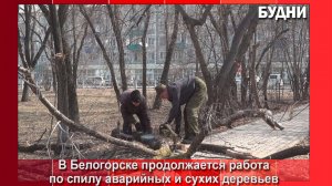 В сквере «Александровский» убирают сухие деревья