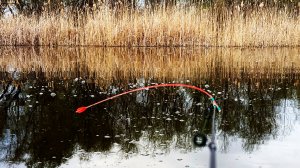 Я в ШОКЕ от этой УДОЧКИ! Боковой кивок просто косит карася!