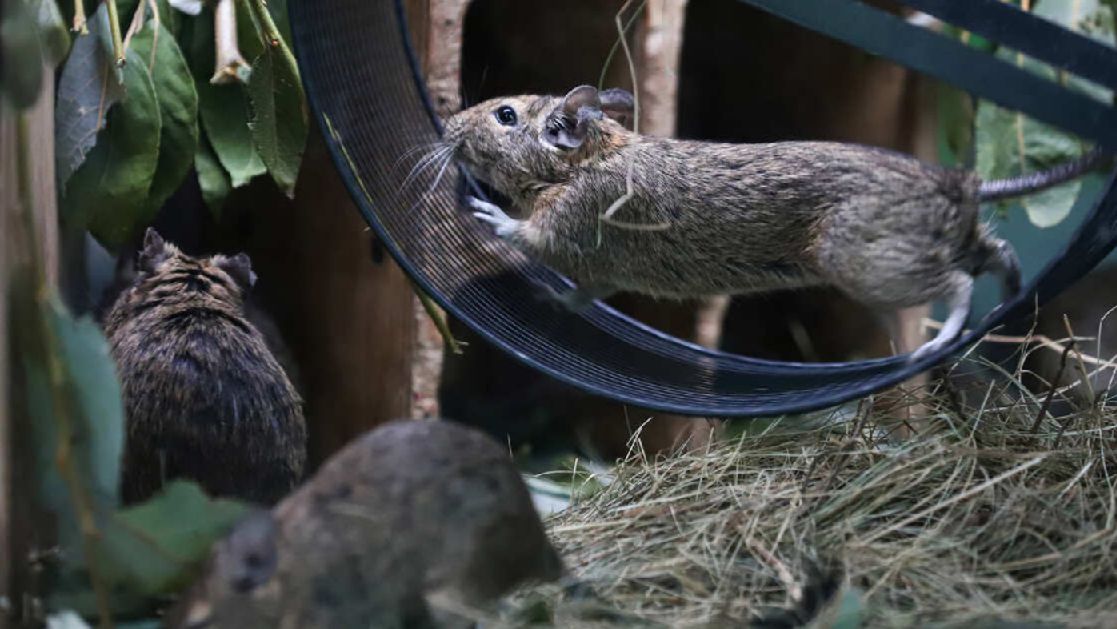 Мужчина украл чилийскую белку из зоомагазина в Москве