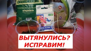 Рассада огурцов вытянулась: как исправить и нарастить мощные корни?