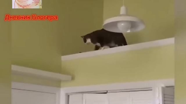 Смешные животные🌊🤩 Самая смешная озвучка животных🌊🎊🏵️🔥🤡