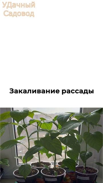 Что делать с рассадой перца в преле