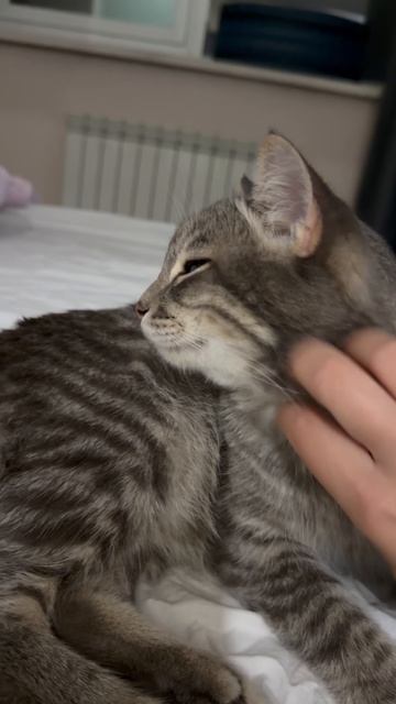 Милый котик 