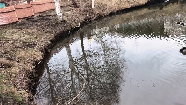 БЕЛОКУРИХА. ПРУД С УТКАМИ