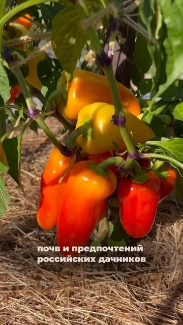 Перец СОЮЗ F1  растёт везде и радует урожаем SemenaPartnerShorts