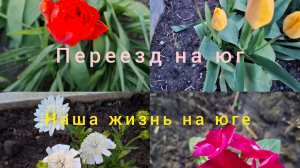16-04-26/ Один день из нашей жизни/Домашний тортик/Ежевика/Капельный полив в теплице/Высадила цветы/
