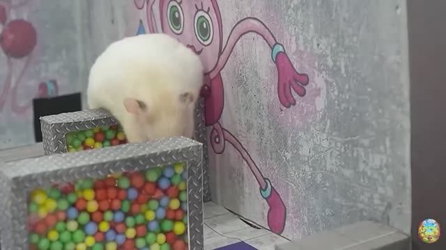 Хомячок убегает из конфетного лабиринта с детенышем акулы-хомячка-лабиринта! часть 10