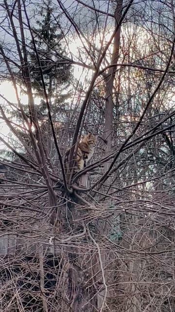 ДИКИЕ КОШКИ