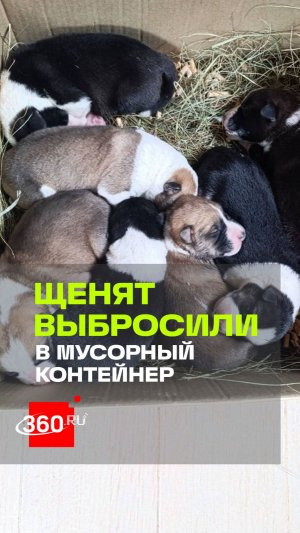 Новорожденных щенят выбросили в мусорный бак в Серпухове