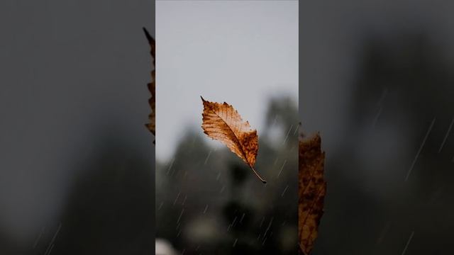 Осенний дождь сл А Фоминых