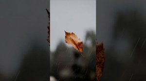 Осенний дождь сл А Фоминых