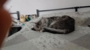 Наши коты спят😴