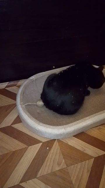 Купила когтеточку -лежанку на Озоне для кота!