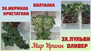 Кристатная эхиверия Меринда● БОЛТАЛКА ● Эхиверия Пульви Оливер●●●