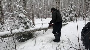 Поездка в лес. Солонцы.Лоси. Тестирование пускового.