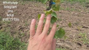 Таёр кардани ниҳол барои пайванд-шумо ҳам метавонед 👍