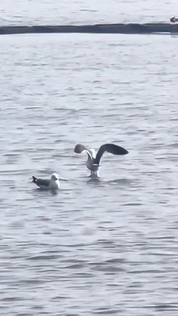 Наглость второе счастье