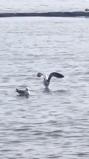 Наглость второе счастье