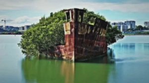 История заброшенного корабля SS Ayrfield "Плавающий лес"