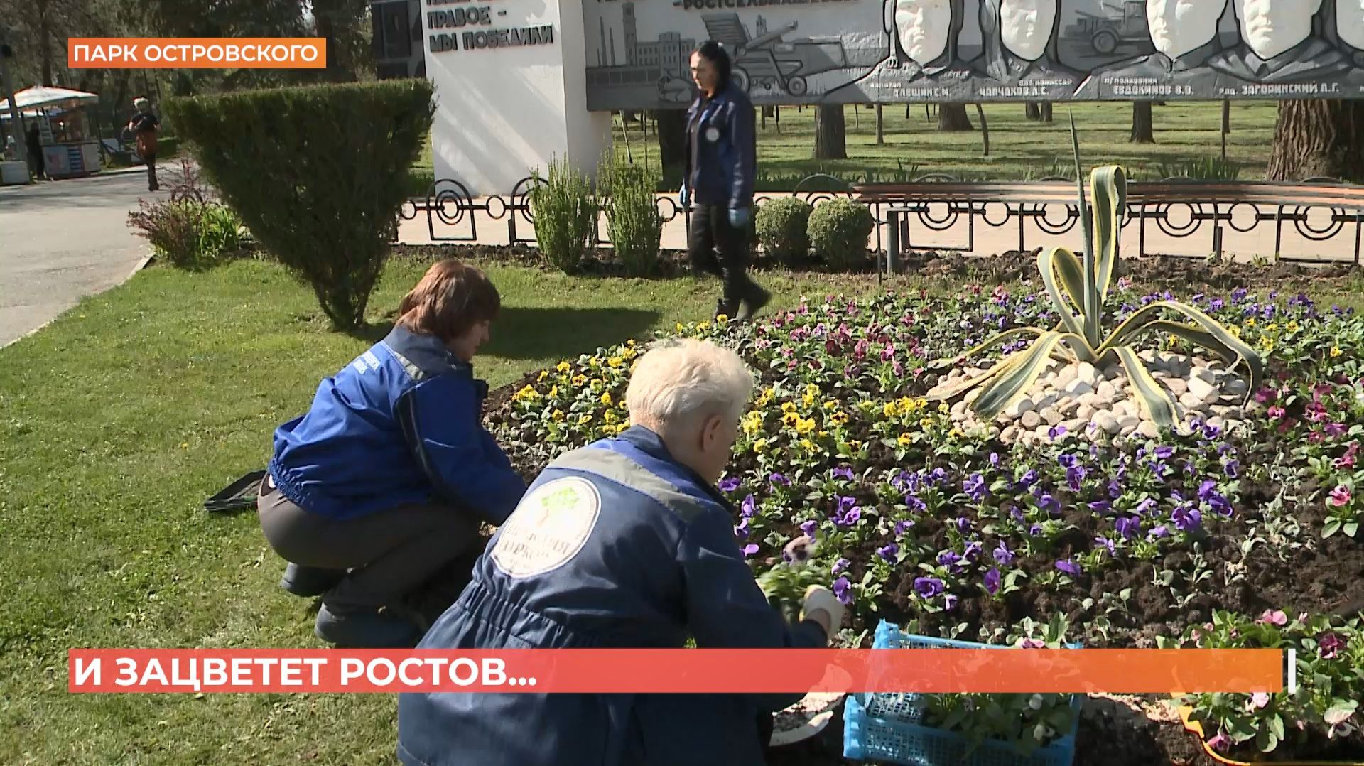Зацветут к маю: в Ростове начались высадки цветов в городских парках