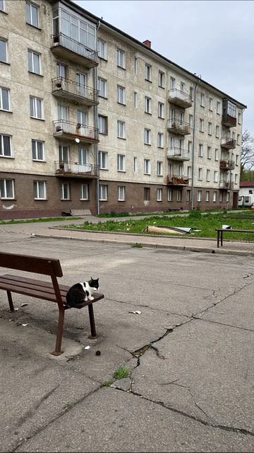 Одинокий кот в сером мире праздность одиночество грустно