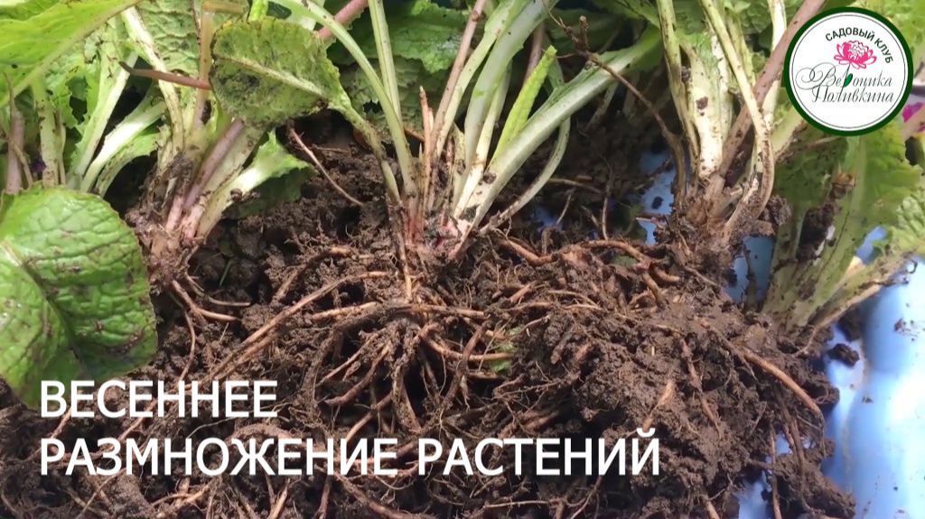 РАЗМНОЖЕНИЕ РАСТЕНИЙ