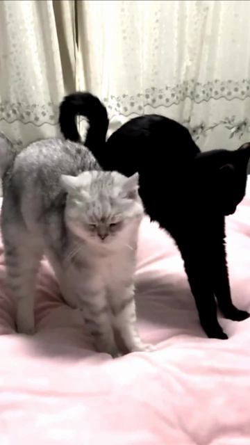Заставка для видео  ЧЕРНЫЙ И СЕРЫЙ КОТ  532