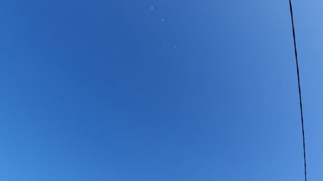 16.04.26 г. Андижанская порода голубей 2