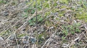 Весна,старина,серебро!