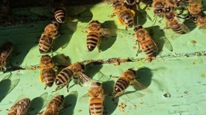 3599.mp4Труженицы.