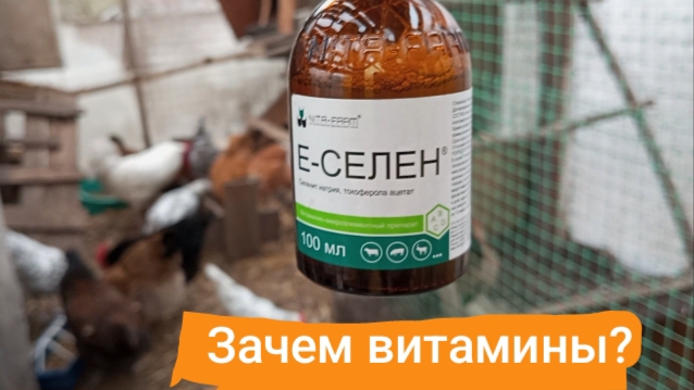 Зачем давать витамины, если птица ест хороший корм. ИЯ- главное доставить в целости до инкубатора.