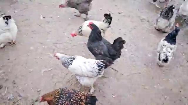 СЕЛЬЧАНКА В АМЕРИКЕ