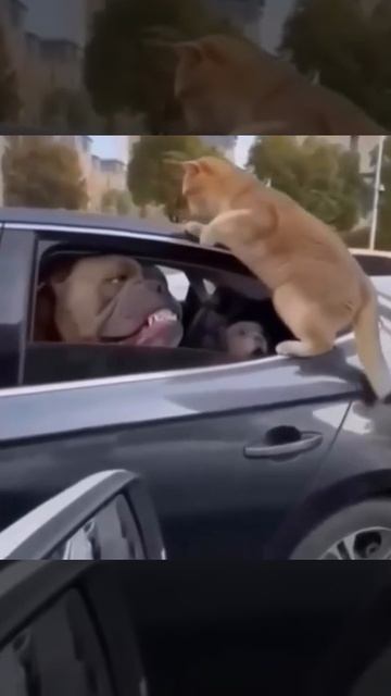 Зря быканул