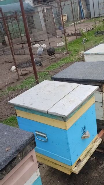 Исправление и работа с пчелами.