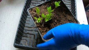 Завершение зимовки крупнолистной гортензии в горшках на улице.