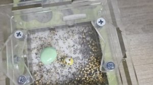 Жизнь муравьёв. 26 серия.