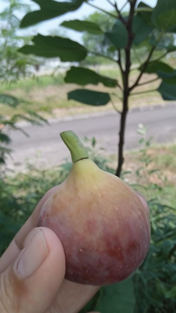 Супер Инжир Сабруция Розовая | Сладкие сады