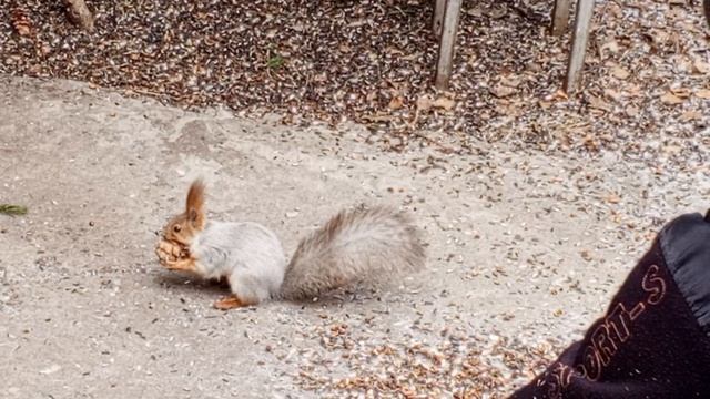 белка Белая полоска первая