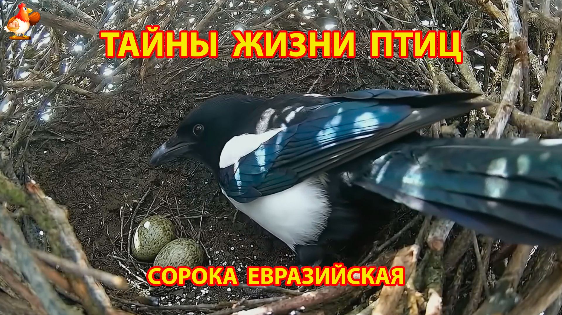 Тайны жизни птиц в природе –  Сорока евразийская