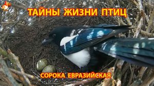 Тайны жизни птиц в природе –  Сорока евразийская