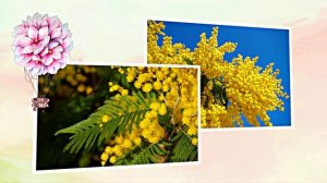 Весна! Мимозы для моей очаровательной ЗАНОЗЫ 1! Киностудия Мудрого Кота Тимофея!