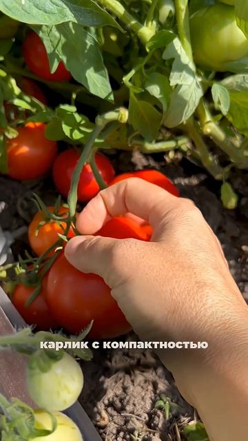 ТОМАТ МОНГОЛ КАРЛИК — сила, которая стелется по земле #SemenaPartnerShorts