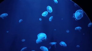 Медузы в аквариуме в отеле Атлантис в Дубае