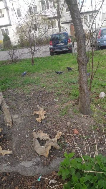 Голуби пасутся